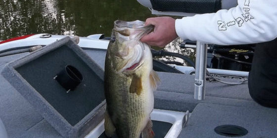 4 Tips To Keep Your Bass Alive This Summer Fishin48