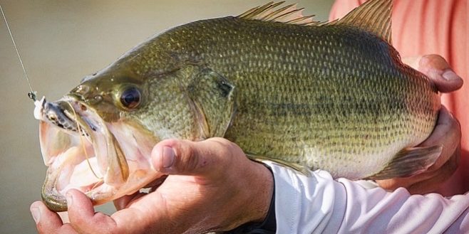 THROW THE SHAKY HEAD IN HOT WEATHER WHEN THE BASS STOP BITING THE