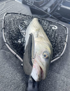 Dixie Jet Talon spoon in a big stripers mouth
