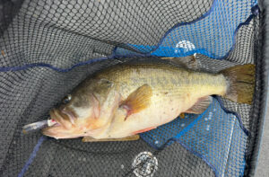 bass swallowing a large crankbait