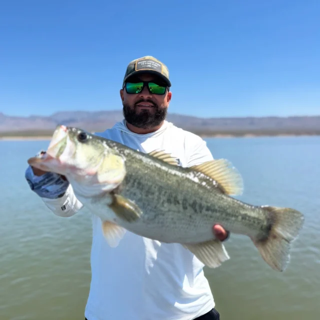 Awesome trip at rosey today! Albert has been out with us a few times and each time one of them get a PB. Book your trips today #fishaz #instafish #fishingarizona #bassderby #desertfishing #largemouth #bassfishing #bigbass #funfishing #instabass #bigfish #lunkers #arizonafishing #derbyday #bassaddict #eatsleepfish #guideAZ #liveonthewater #arizonabassfishing #tugisthedrug #basstournament #bigfishbullies #daiwausa#bassfishing #largemouthbass